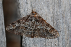 Cleora cinctaria