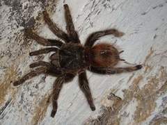 Lasiodora
