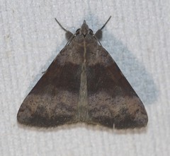 Avatha discolor