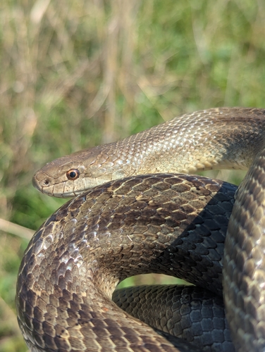 Prairie Kingsnake