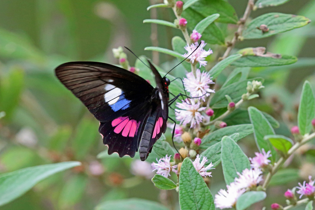 Parides zacynthus