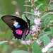 Parides zacynthus - Photo (c) Nigel Voaden, some rights reserved (CC BY), uploaded by Nigel Voaden