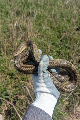 Prairie Kingsnake