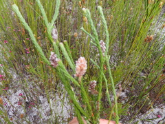 Spatalla ericoides