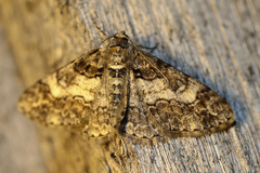 Cleora cinctaria