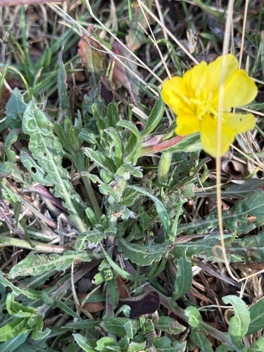South American evening primrose (Oenothera pubescens)