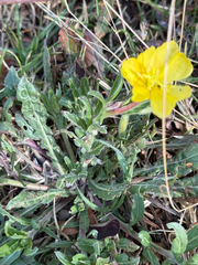 Oenothera pubescens, photograph (c) nebrooks, some rights reserved (CC BY)