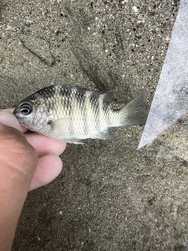 Abudefduf concolor