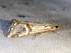 Hednota longipalpella