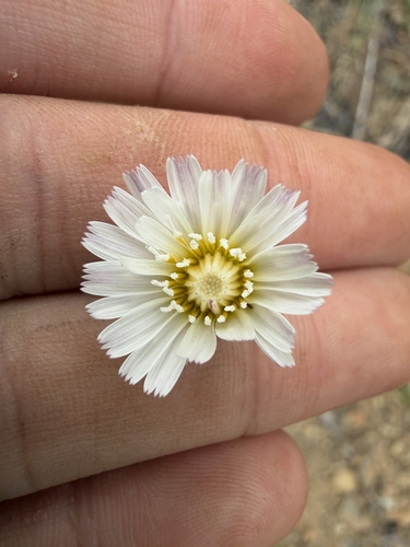 Cliff Aster (Malacothrix saxatilis)