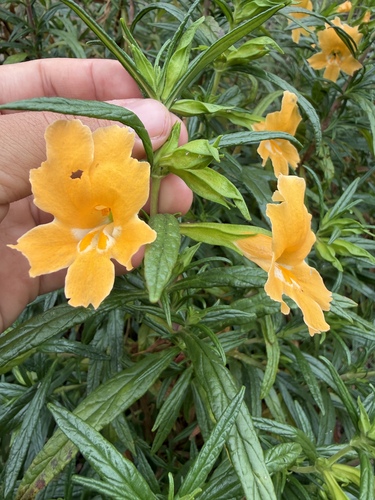 San Diego Monkeyflower (Diplacus ×)
