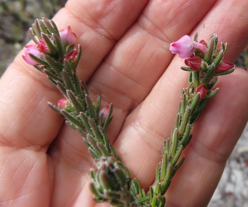 Image of Erica excavata by (c) linkie, some rights reserved (CC BY)