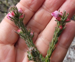 Erica excavata