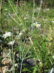 Lepidium sativum