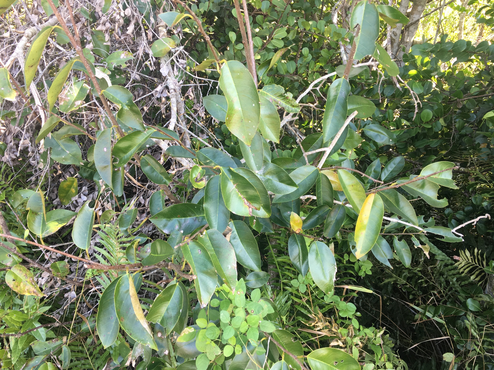 Pond Apple (Annona glabra)