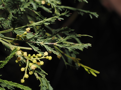 Deane's wattle (Acacia deanei)