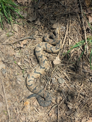 Timber rattlesnake basking