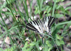 Protographium leosthenes