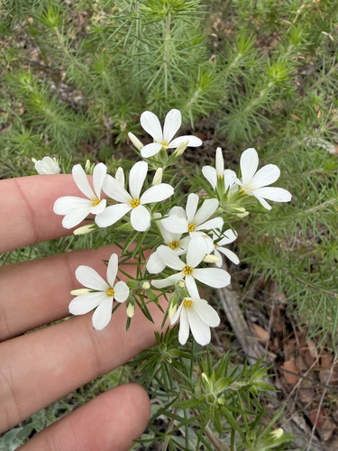 Many-flowered Linanthus (Leptosiphon floribundus)