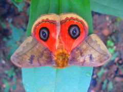Automeris tamsi