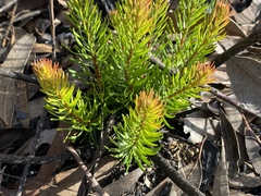 Persoonia chamaepitys