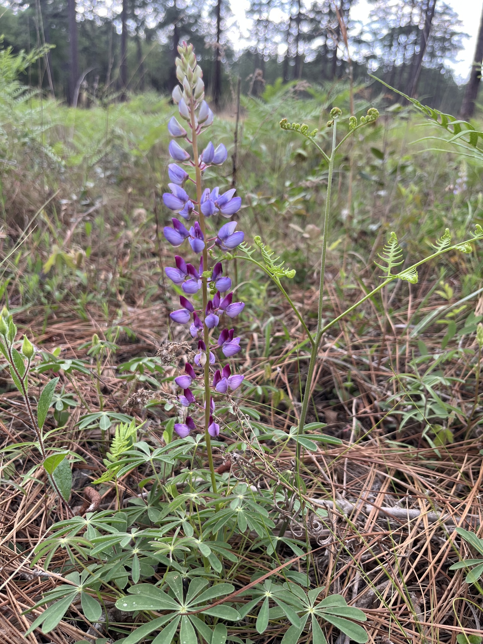 Sundial Lupine (Lupinus perennis)
