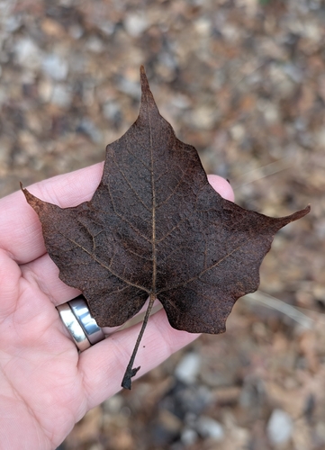 black maple (Acer nigrum)