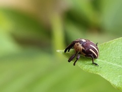 Sternuchopsis fabricii