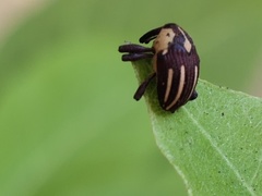 Sternuchopsis fabricii