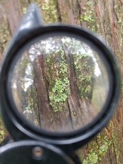 Phaeophyscia hirsuta