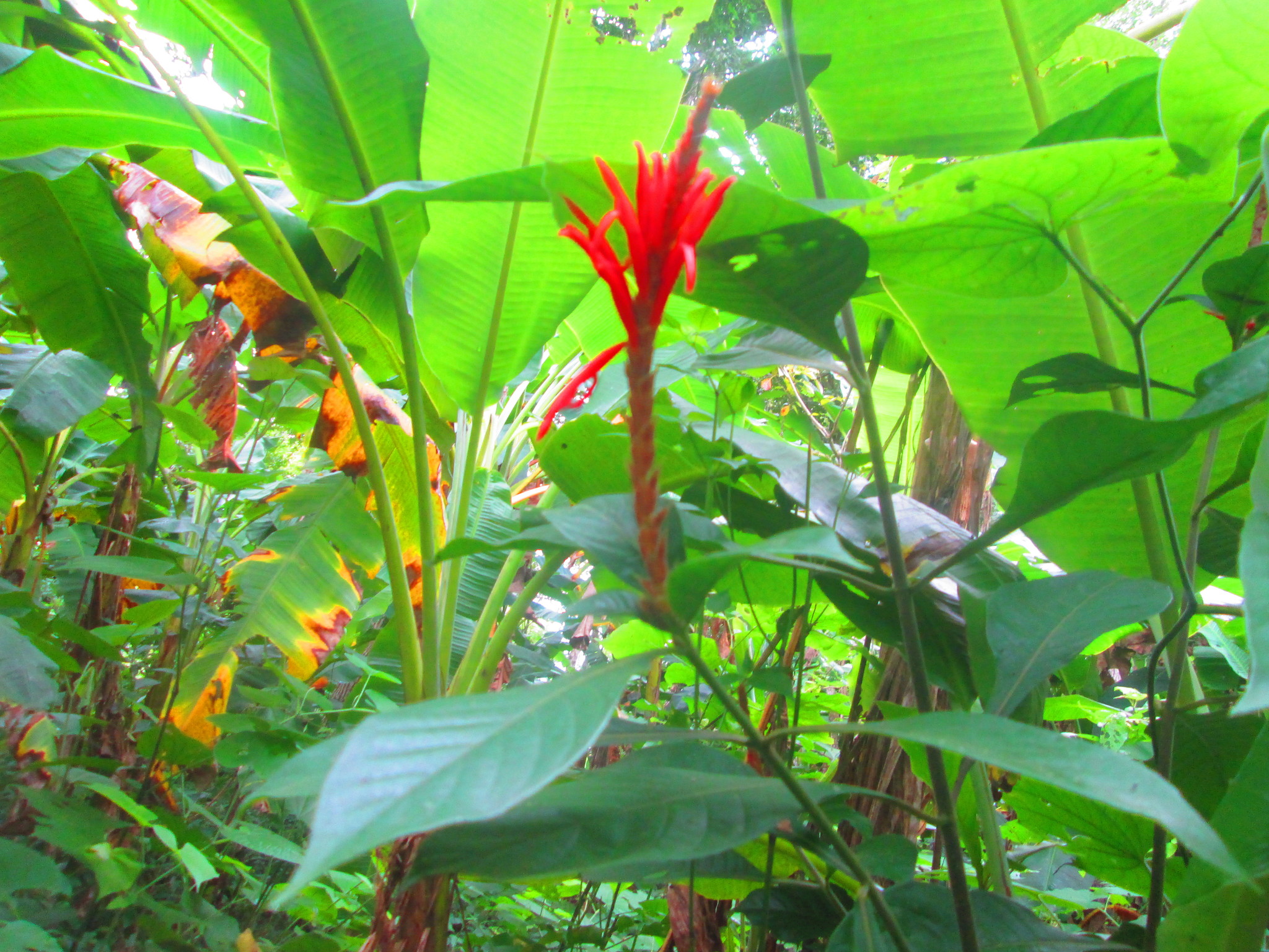 Aphelandra albert-smithii Leonard