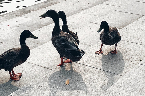 Domestic Mallard