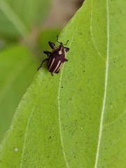 Sternuchopsis fabricii