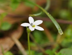 Lobelia pedunculata
