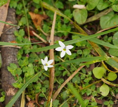 Lobelia pedunculata