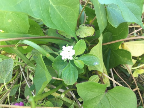 Button Sage (Lantana involucrata)