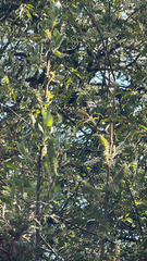 Salix paradoxa