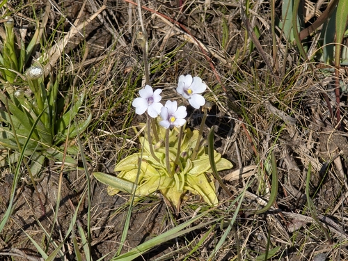 Godfrey's butterwort (Pinguicula ionantha)