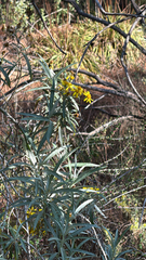 Senecio cinerarioides