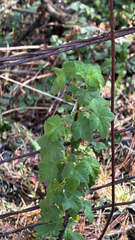 Ribes ciliatum