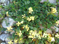 Enarthrocarpus arcuatus