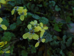 Enarthrocarpus arcuatus