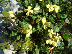 Enarthrocarpus arcuatus