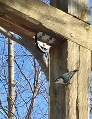 Sitta carolinensis