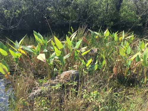 Bent Alligator-Flag (Thalia geniculata)