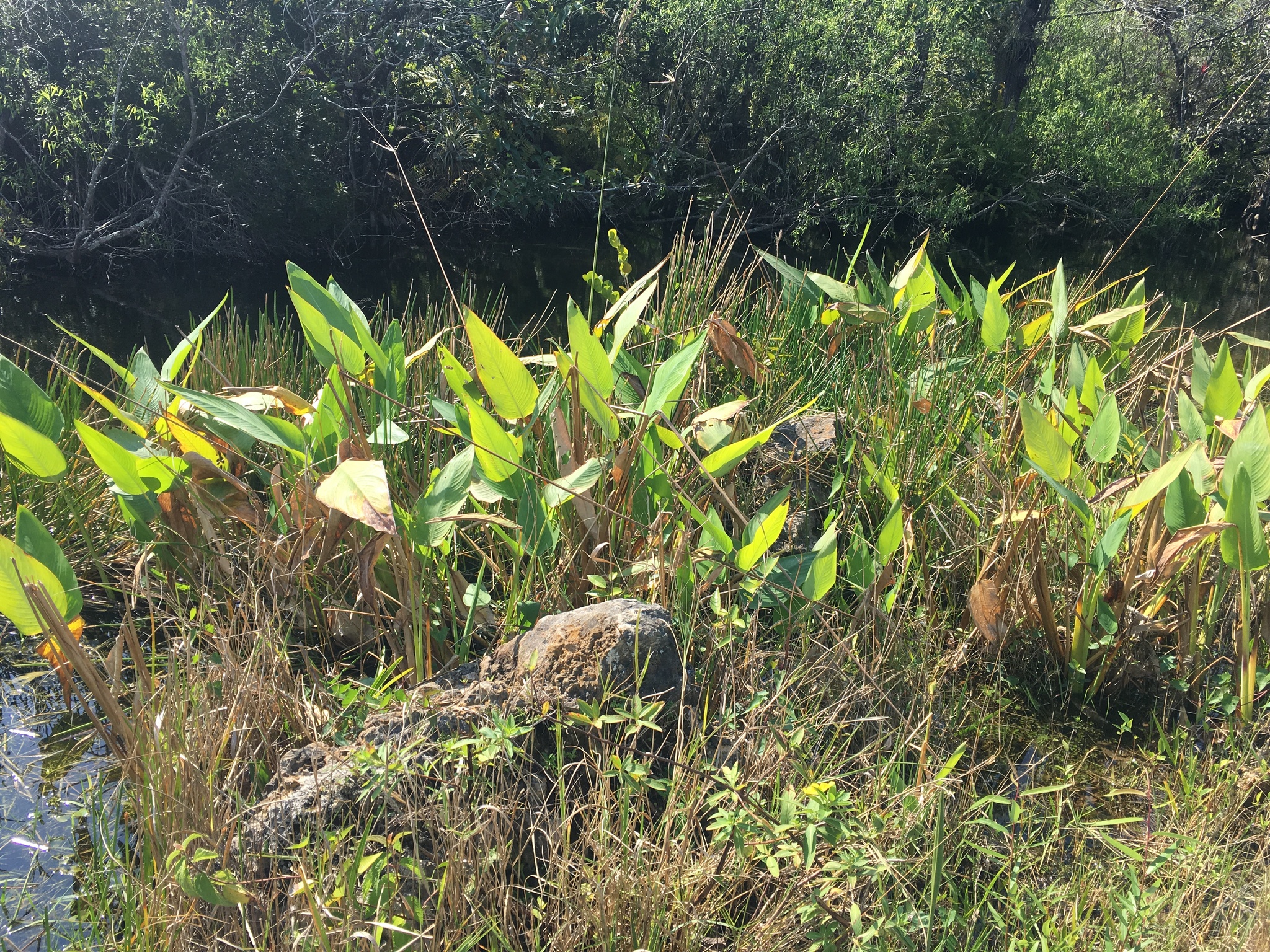 Bent Alligator-Flag (Thalia geniculata)