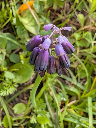 Muscari commutatum (Muscari commutatum)