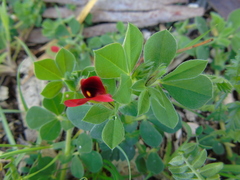 Lotus tetragonolobus