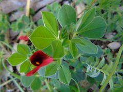 Lotus tetragonolobus