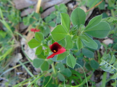 Lotus tetragonolobus